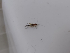 Homoeoxipha lycoides
