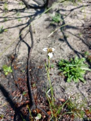 Moraea unguiculata