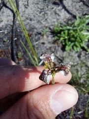 Moraea unguiculata