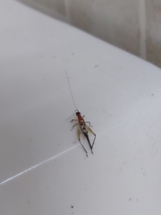 Homoeoxipha lycoides