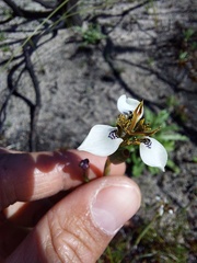 Moraea unguiculata