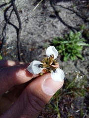 Moraea unguiculata
