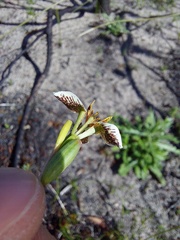Moraea unguiculata