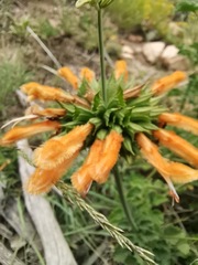 Leonotis