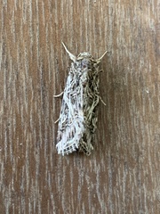 Spodoptera litura