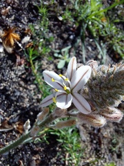 Trachyandra hirsutiflora