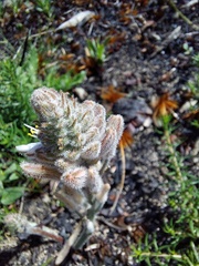 Trachyandra hirsutiflora