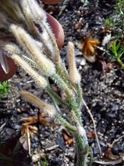 Trachyandra hirsutiflora