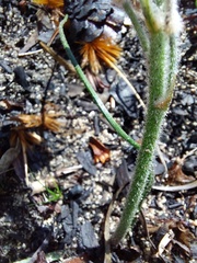 Trachyandra hirsutiflora