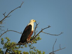 Haliaeetus vocifer
