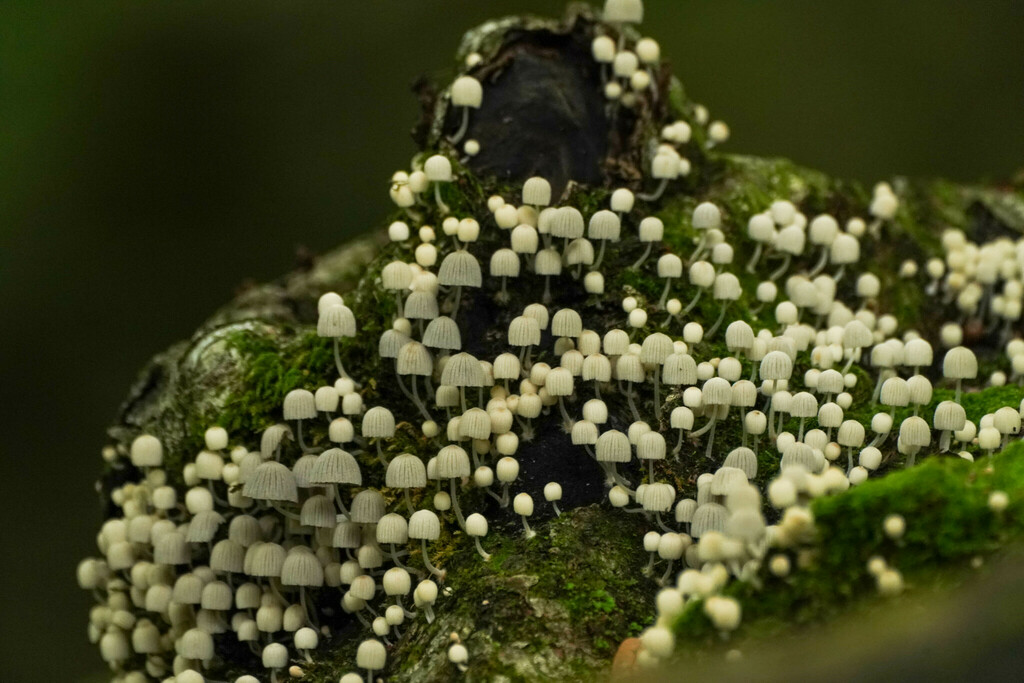 Coprinellus disseminatus · September 2022 · photo: © tbc_watanabe (iNaturalist, cc-by)