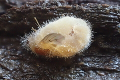 Entomophthoraceae