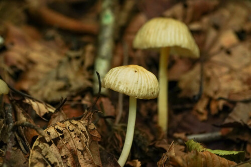 Marasmius