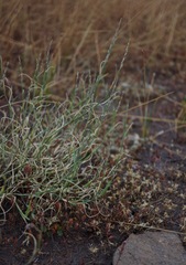 Muhlenbergia richardsonis