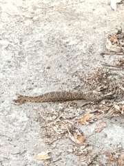 Crotalus molossus nigrescens