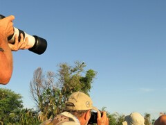 Haliaeetus vocifer