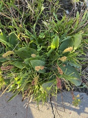 Plantago