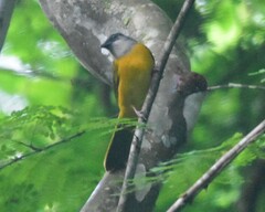 Eucometis penicillata