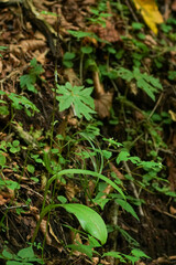 Platanthera hondoensis