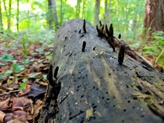Xylaria longipes