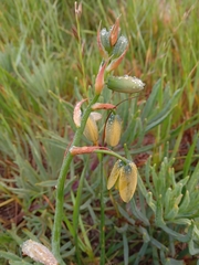 Albuca cooperi