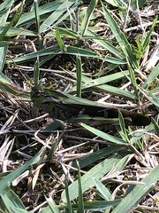 Gastrimargus marmoratus