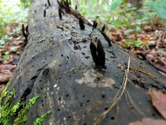 Xylaria longipes