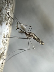 Anopheles punctipennis