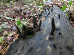 Xylaria longipes