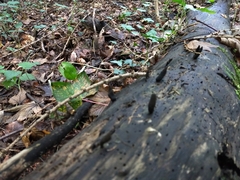 Xylaria longipes