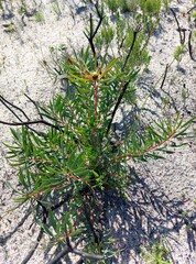 Leucadendron salignum