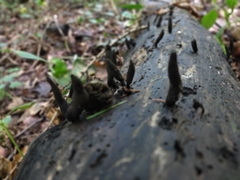 Xylaria longipes