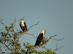 Haliaeetus vocifer