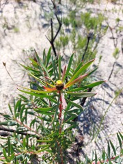 Leucadendron salignum