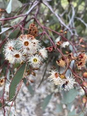 Eucalyptus melliodora