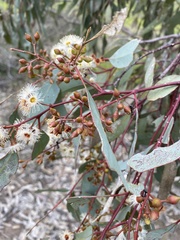 Eucalyptus melliodora