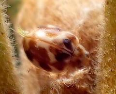 Hesperomyces virescens