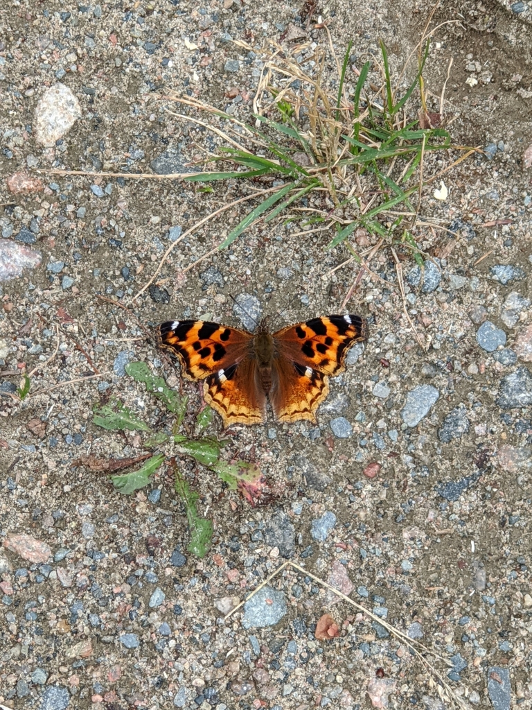 Nymphalis lalbum jalbum from Chapleau, ON P0M 1K0, Canada on July 19