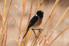 Saxicola torquatus