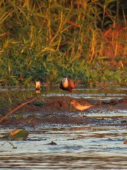 Actophilornis africanus