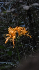Lycoris chinensis