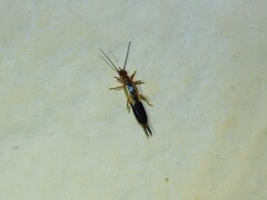 Forficulidae