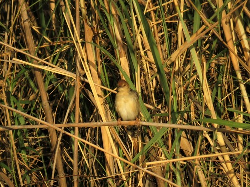 Chirping Cisticola (Cisticola pipiens), photo 1