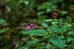 Impatiens textorii