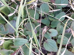 Dracocephalum nutans