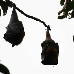 Pteropus poliocephalus