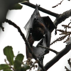 Pteropus alecto