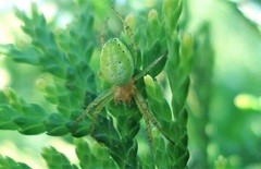 Araniella cucurbitina