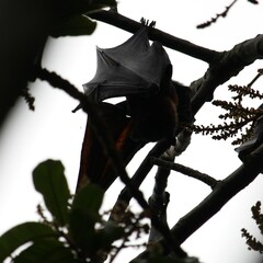 Pteropus alecto