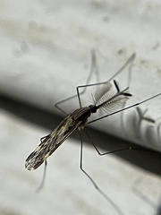 Anopheles punctipennis